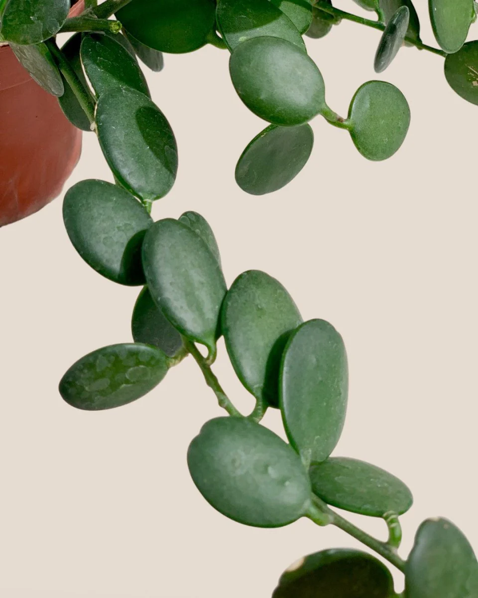 Silver Dollar Vine - Image 6
