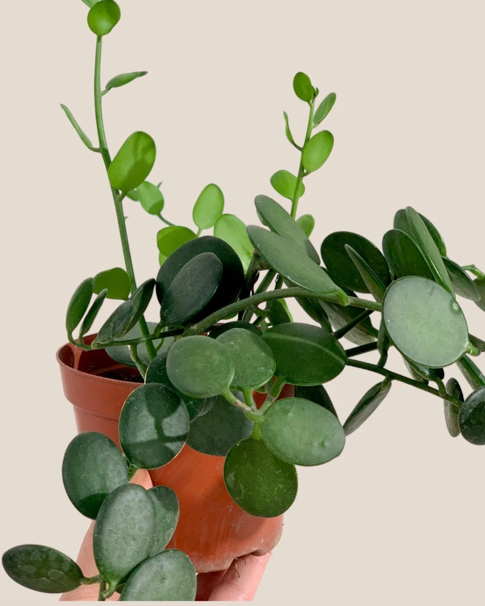 Silver Dollar Vine - Image 7