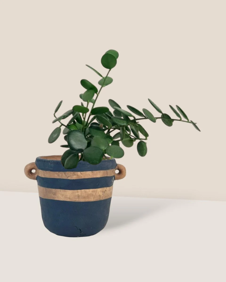 Silver Dollar Vine - Image 9