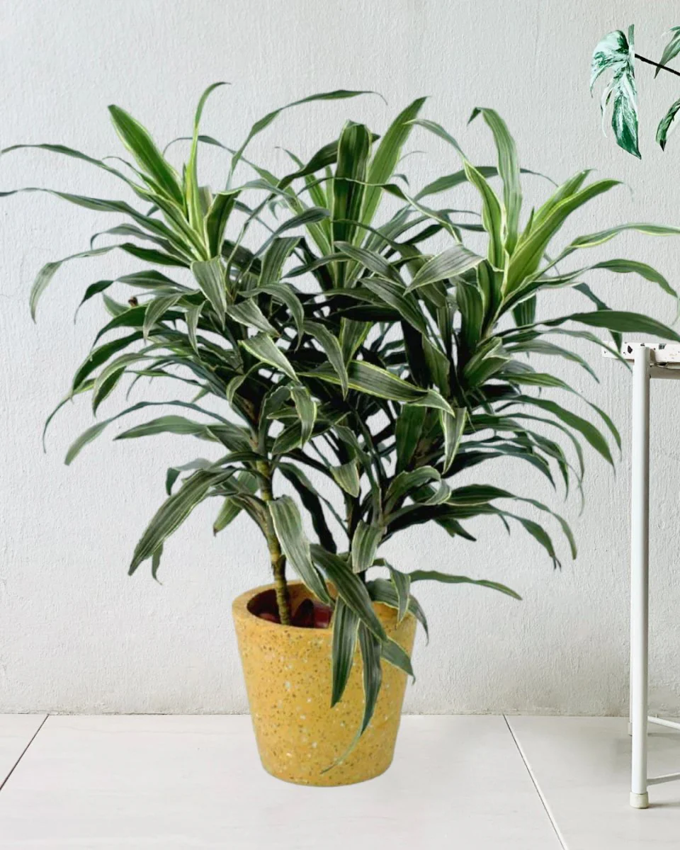 Silver Striped Dracaena - Image 3