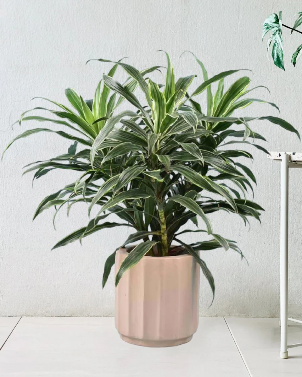 Silver Striped Dracaena - Image 4
