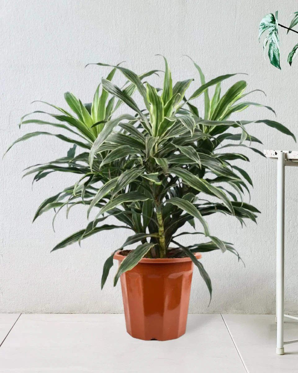 Silver Striped Dracaena - Image 5
