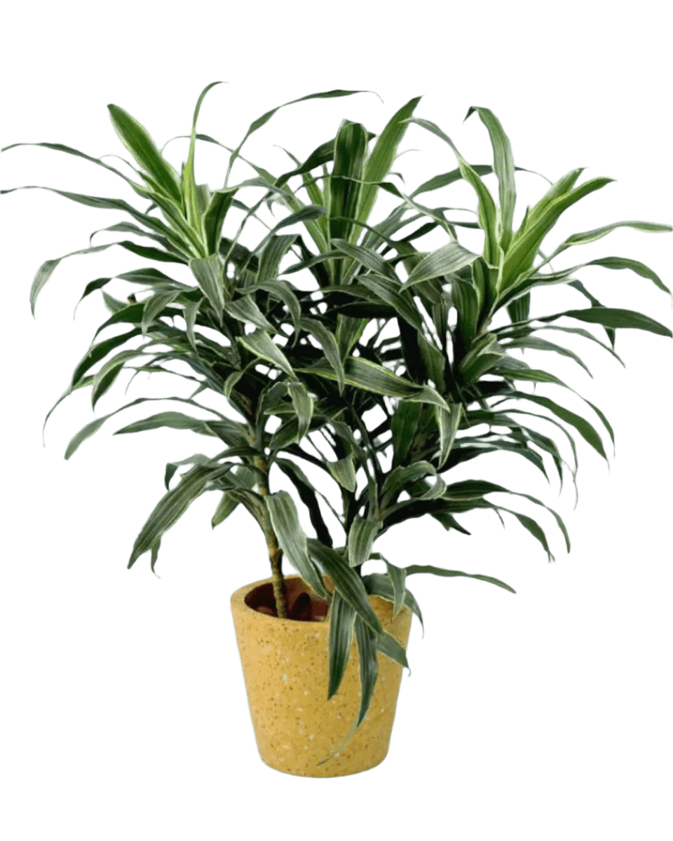 Silver Striped Dracaena - Image 6