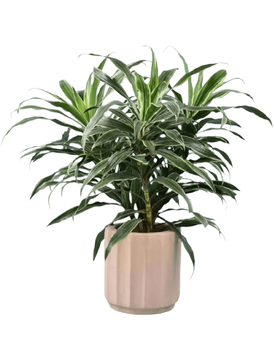 Silver Striped Dracaena - Image 7