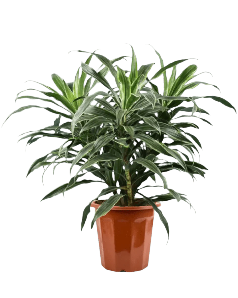 Silver Striped Dracaena - Image 8