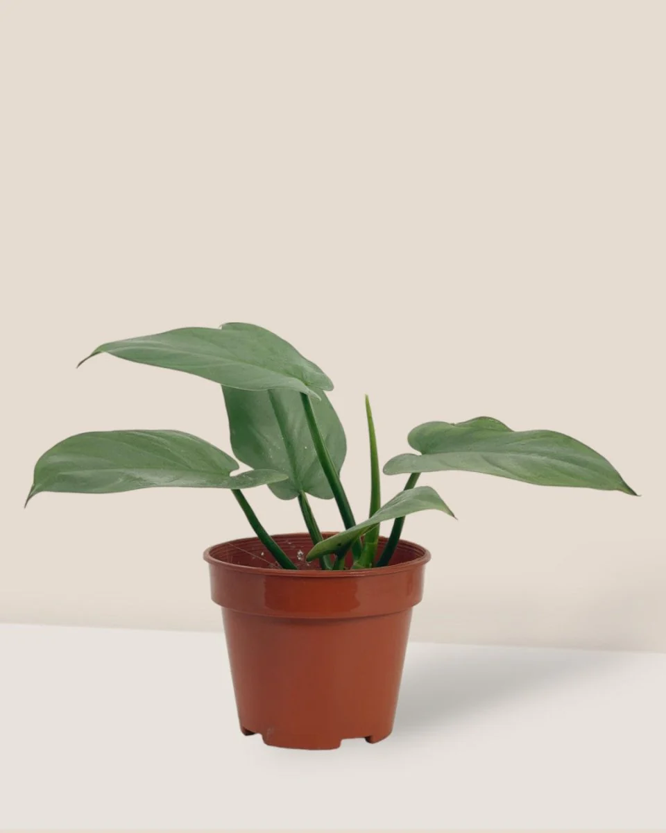 Silver Sword Plant - Image 10