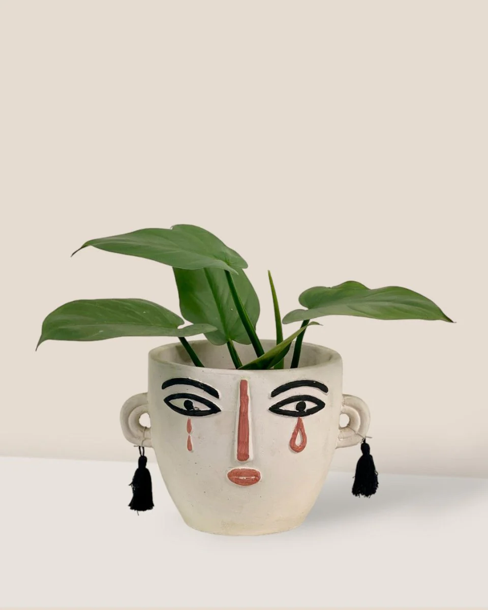 Silver Sword Plant - Image 11