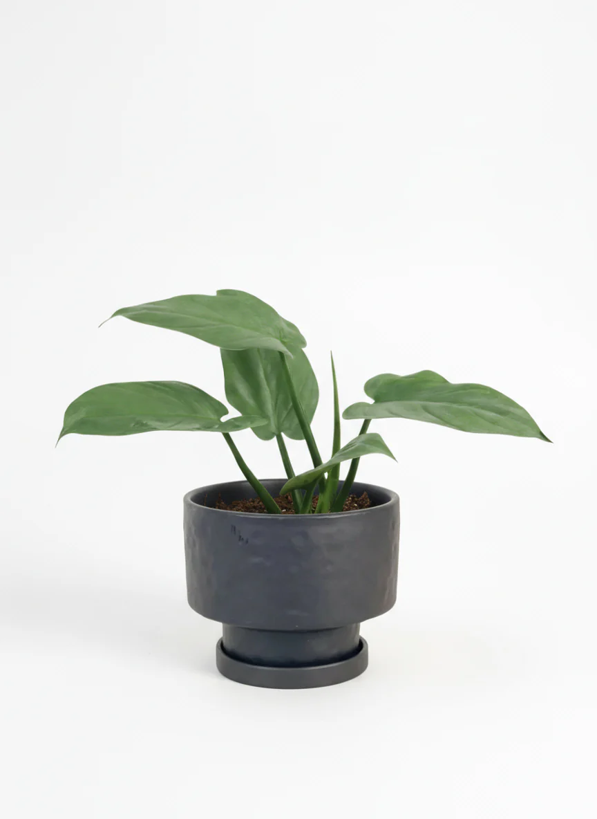 Silver Sword Plant - Image 6