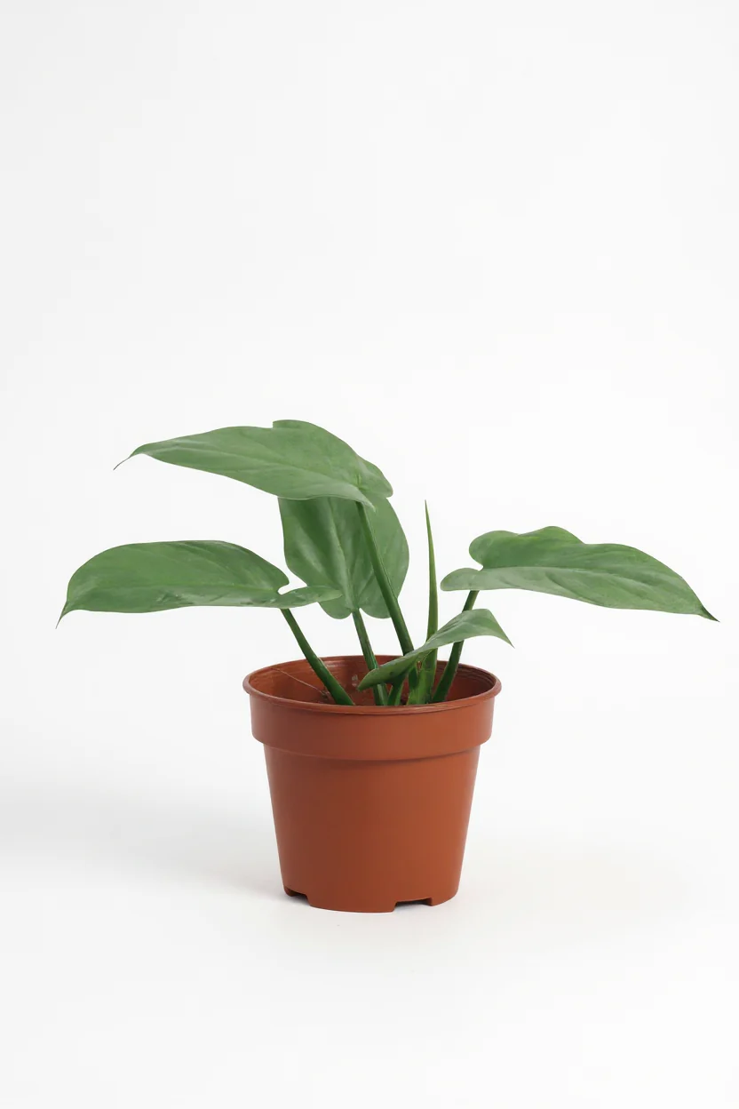 Silver Sword Plant - Image 7
