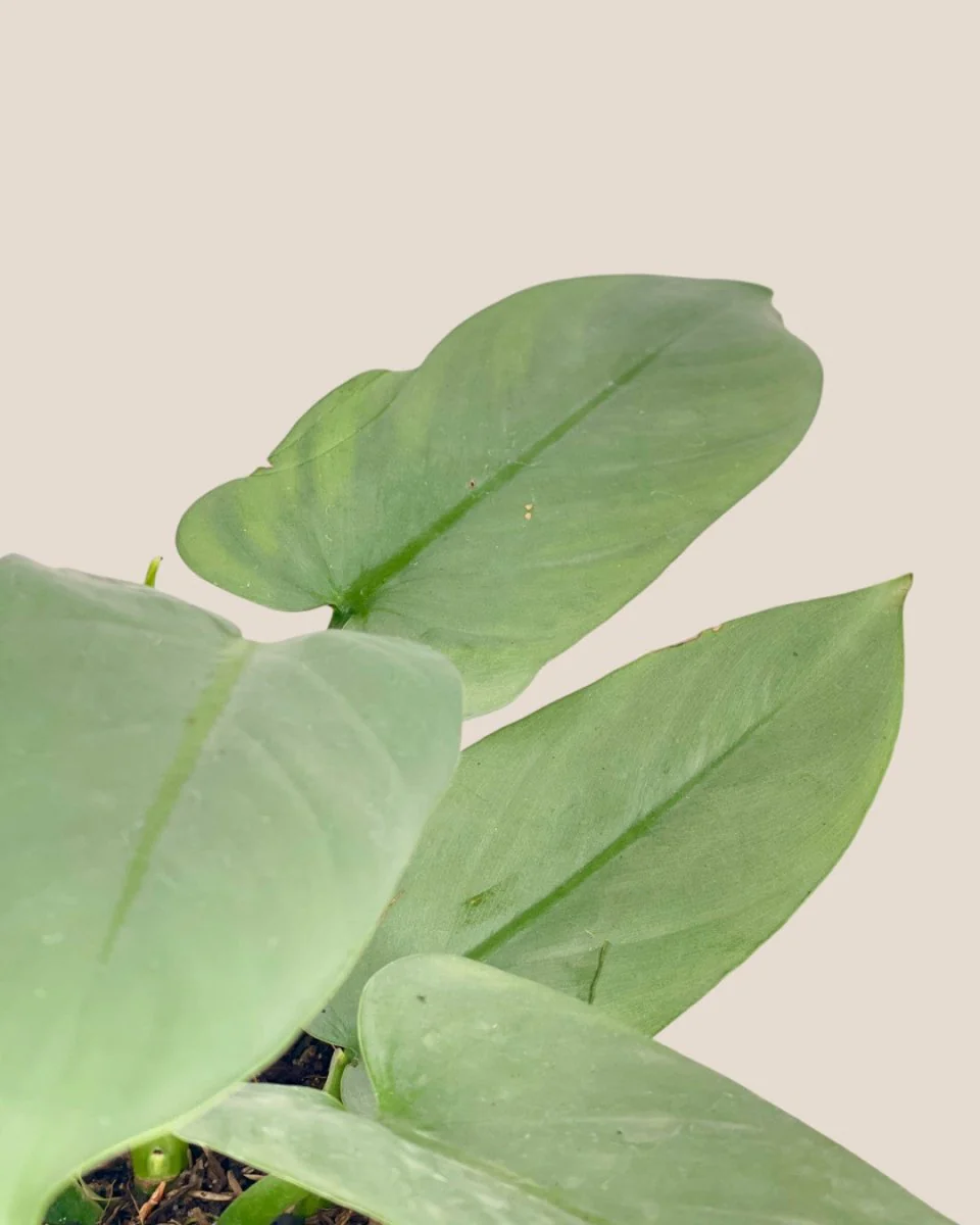 Silver Sword Plant - Image 8
