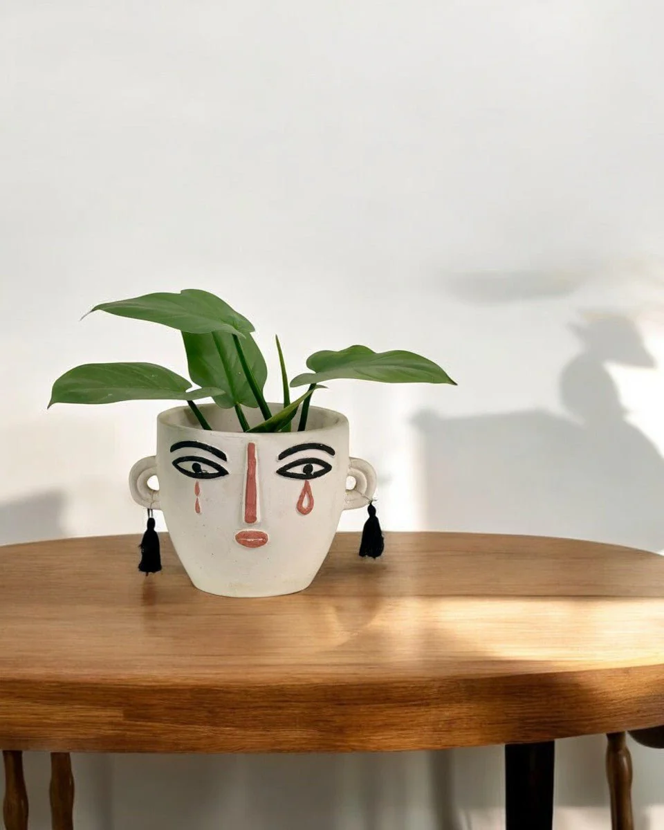 Silver Sword Plant - Image 9
