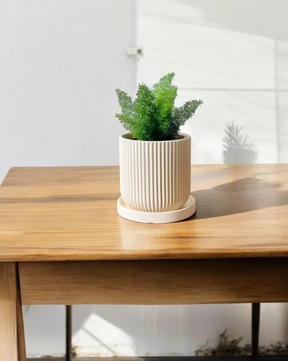 Small Asparagus Densiflorus - Image 2