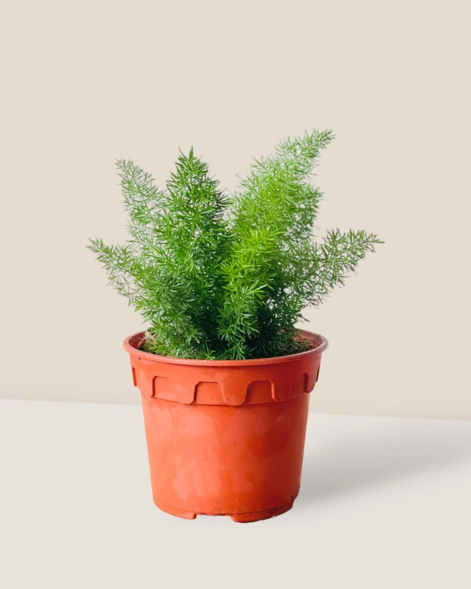 Small Asparagus Densiflorus - Image 3