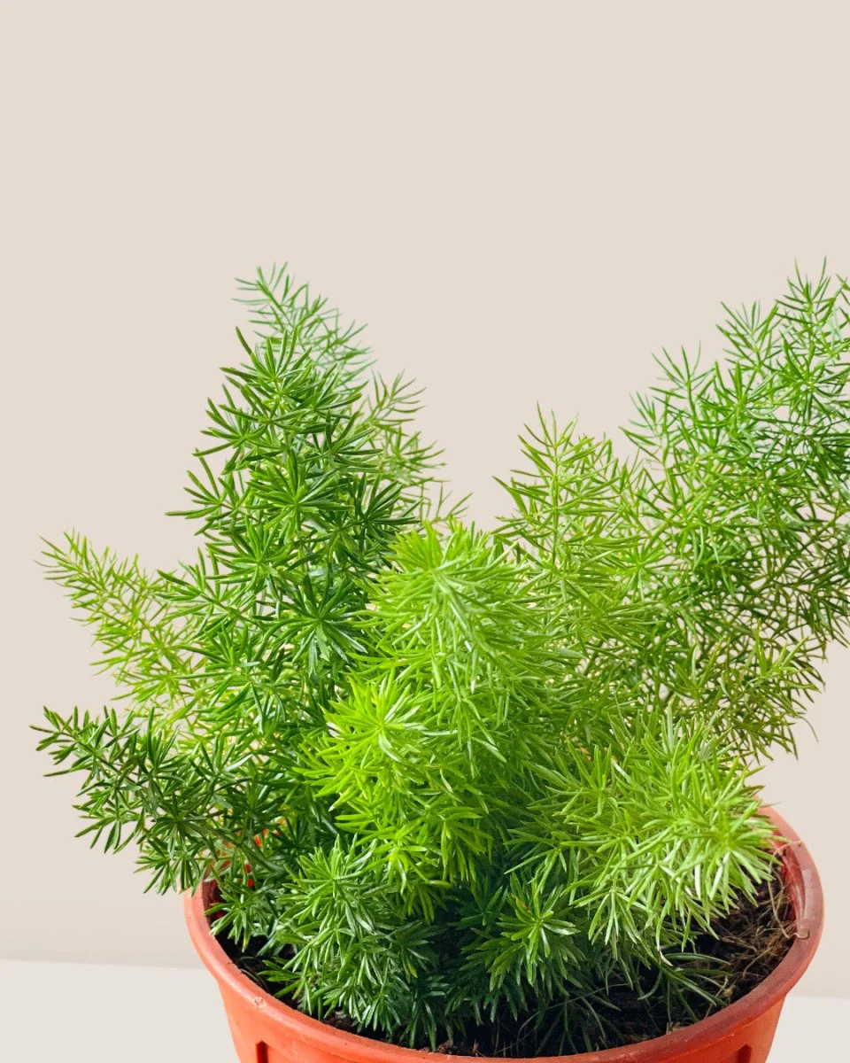 Small Asparagus Densiflorus - Image 4