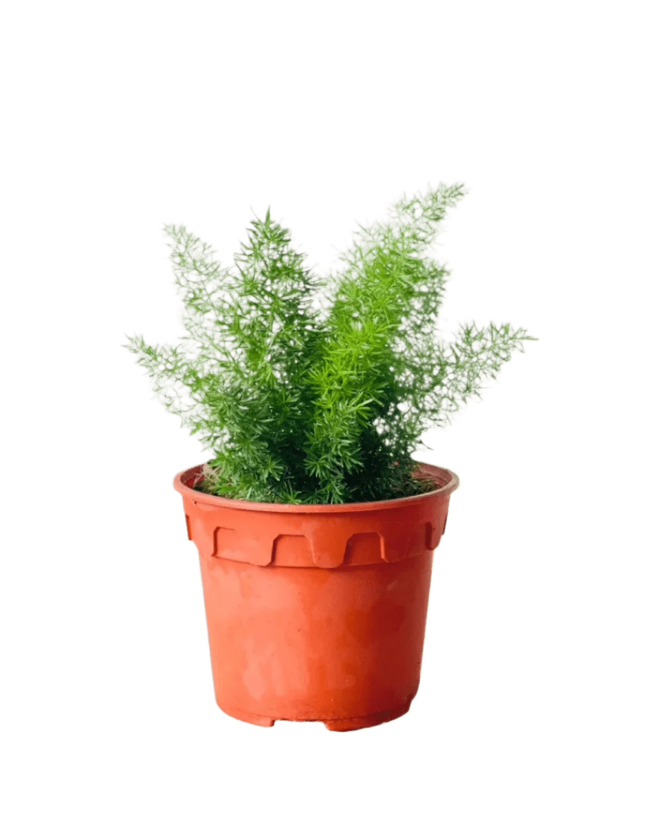 Small Asparagus Densiflorus - Image 5