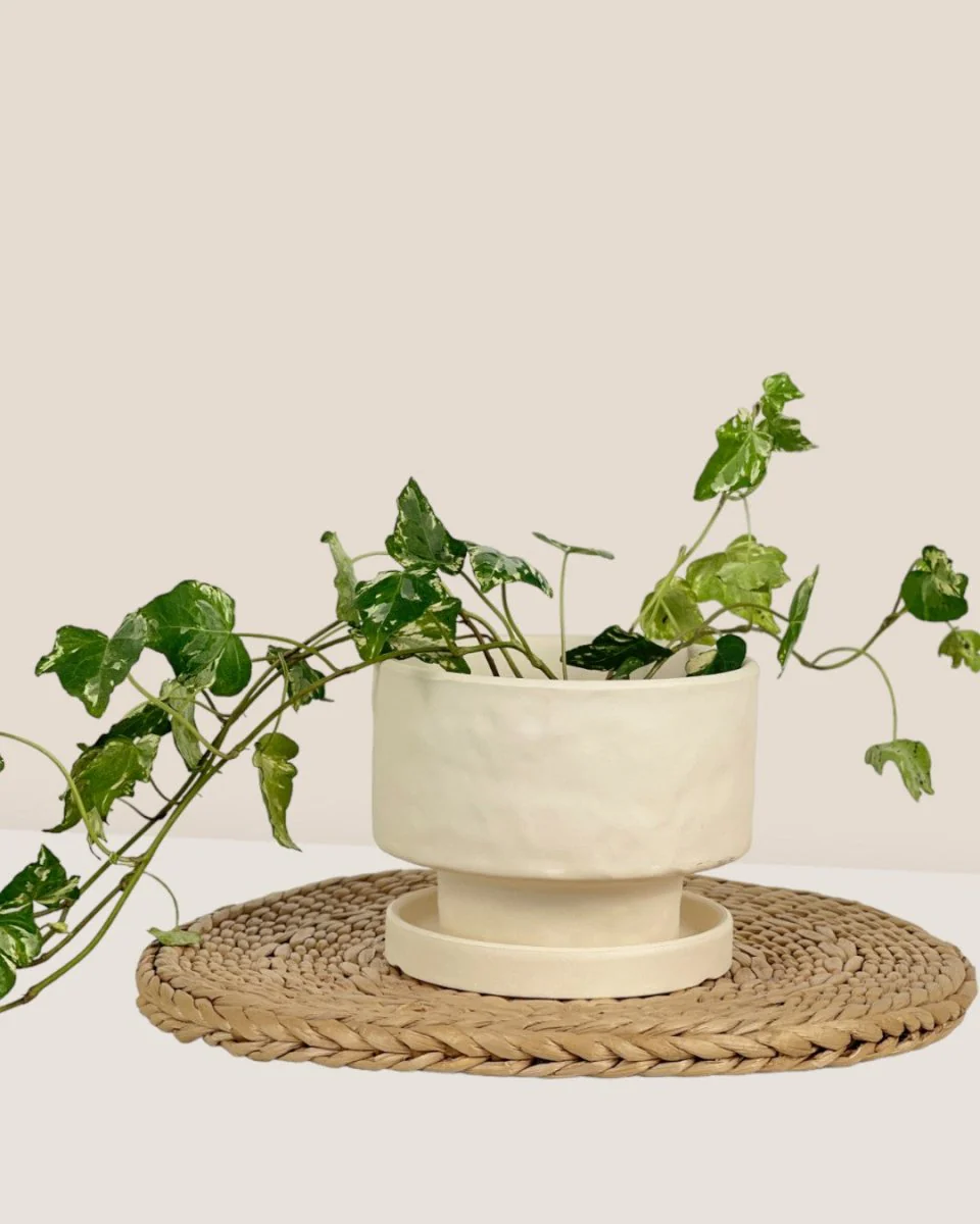 Astra Pot - Small - Image 11
