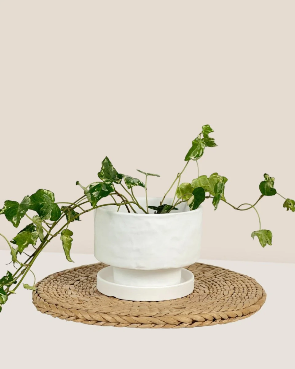 Astra Pot - Small - Image 14