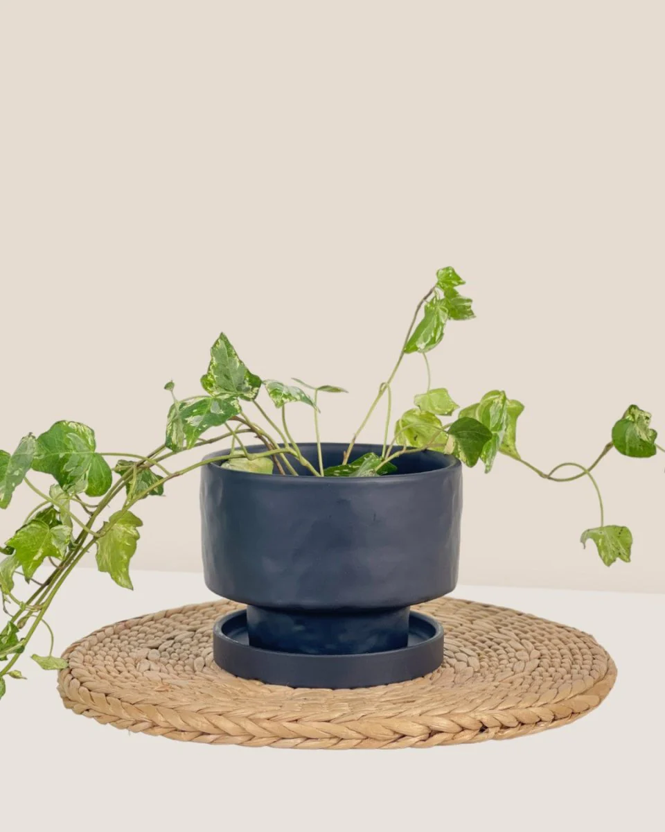 Astra Pot - Small - Image 2