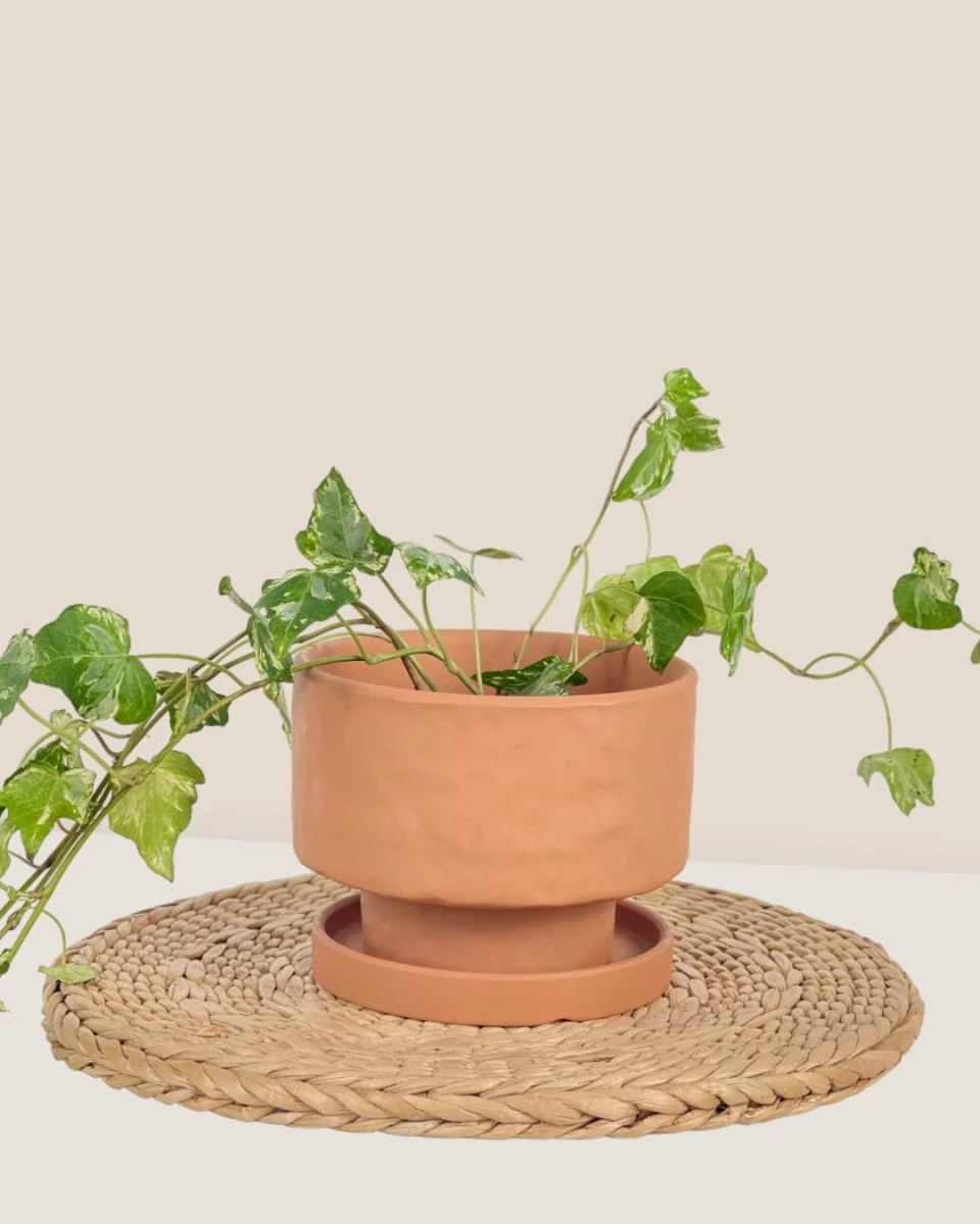 Astra Pot - Small - Image 5