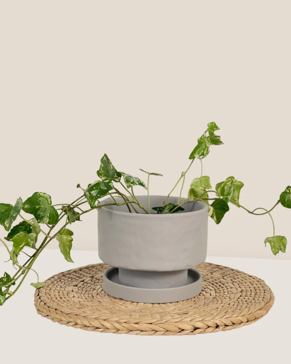 Astra Pot - Small - Image 8