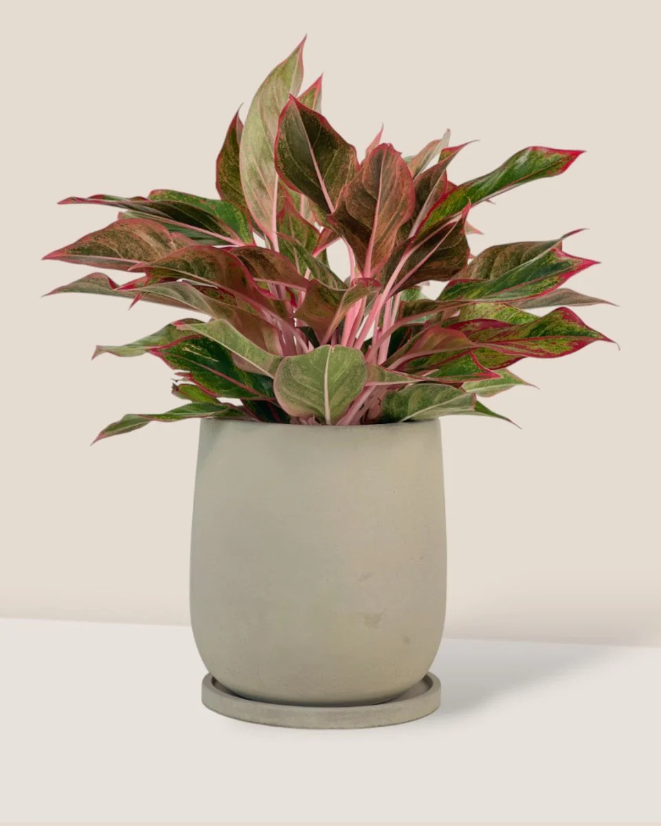 Dusty Grey Cement Planter with Tray - Small
