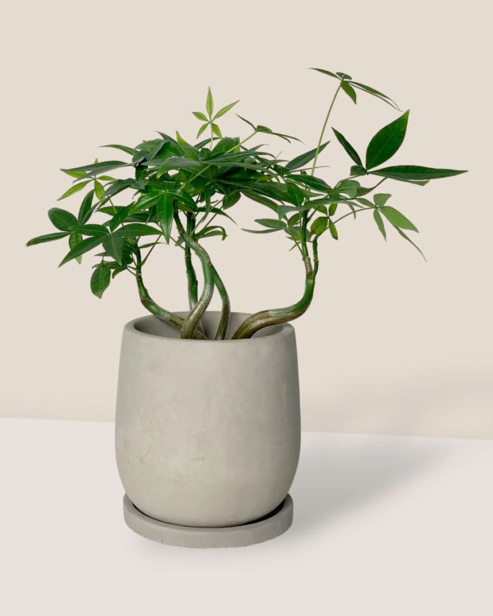 Dusty Grey Cement Planter with Tray - Small - Image 2