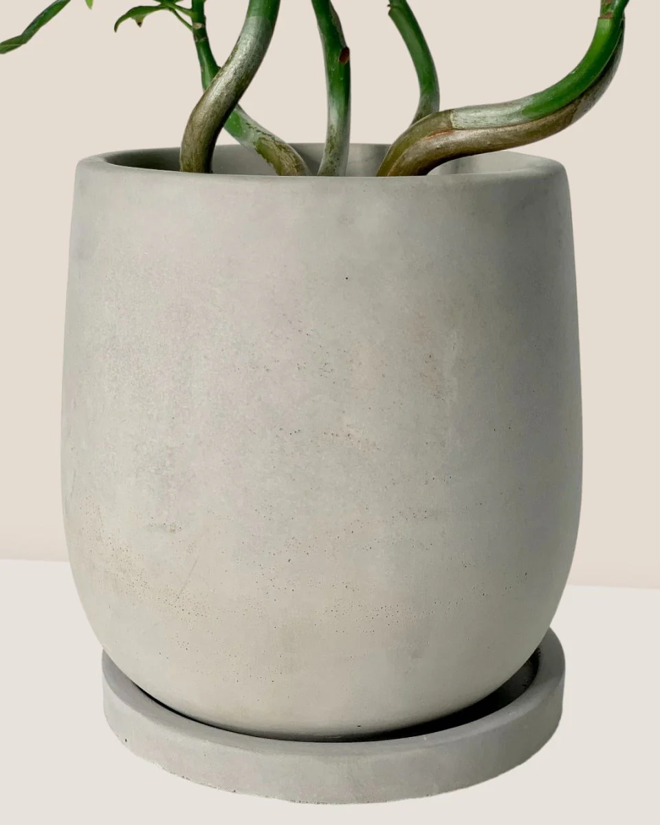 Dusty Grey Cement Planter with Tray - Small - Image 3