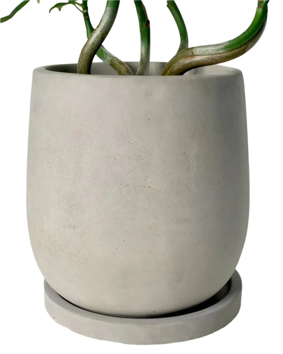 Dusty Grey Cement Planter with Tray - Small - Image 6