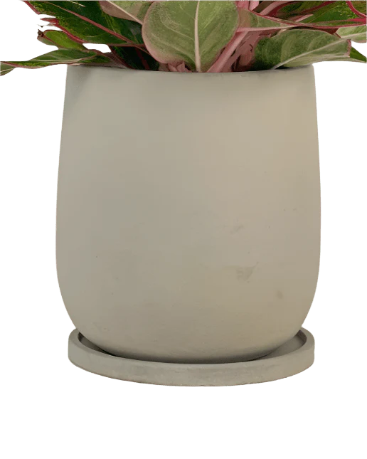Dusty Grey Cement Planter with Tray - Small - Image 7