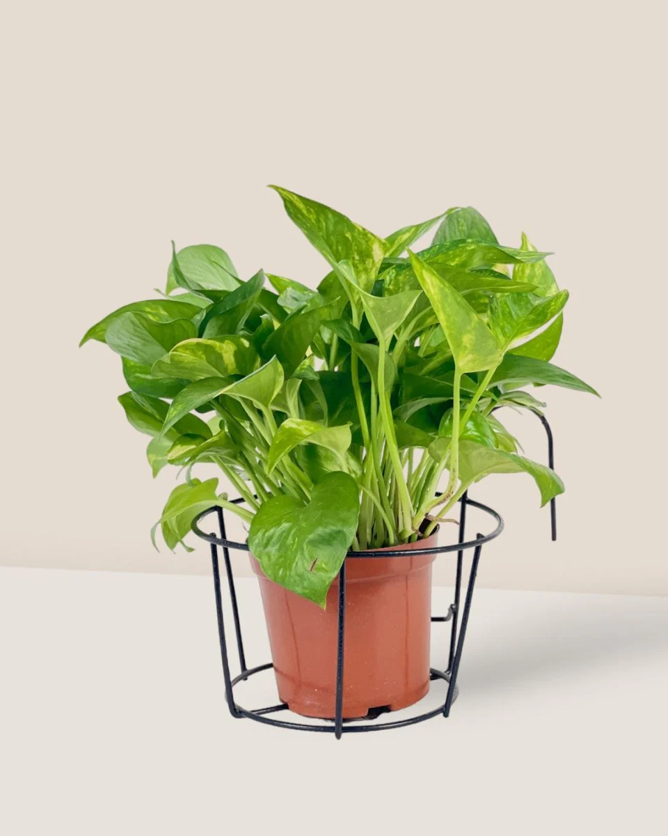 Hanging Rack - Small - Image 3
