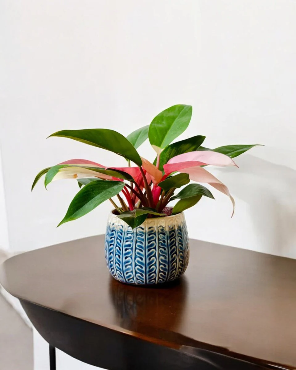 Tina Ceramic Pot - Small - Image 2