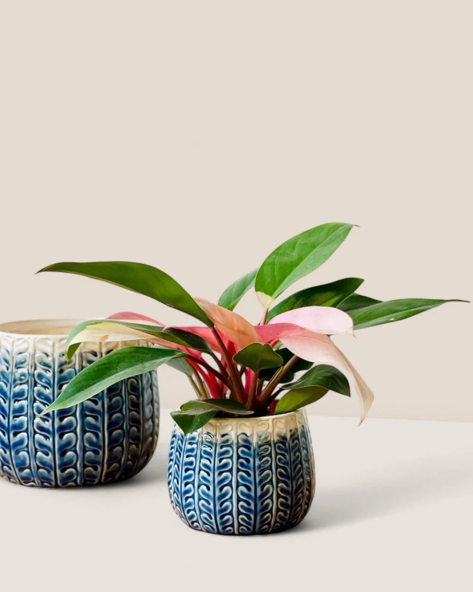 Tina Ceramic Pot - Small - Image 3