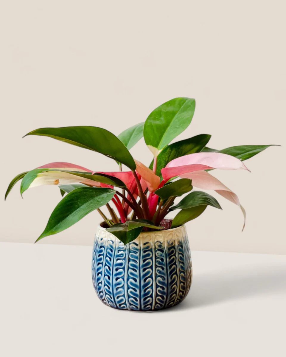 Tina Ceramic Pot - Small - Image 4