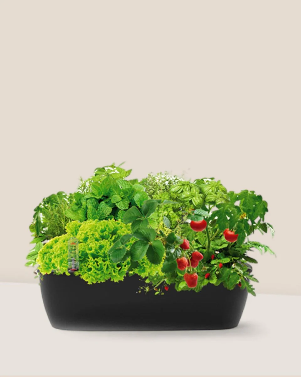 SmartGarden Classic - Image 4