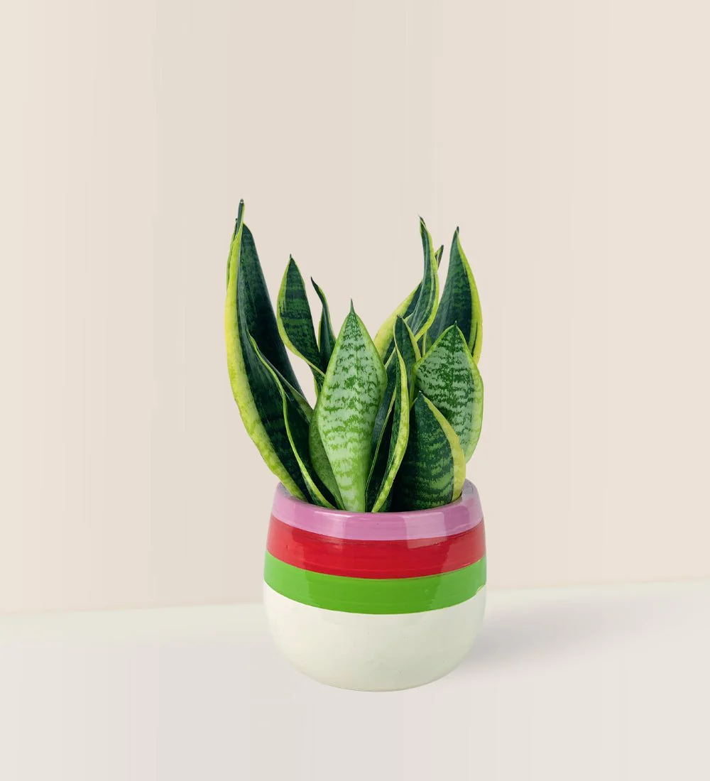Sansevieria Trifasciata 'Futura Superba' - Image 10