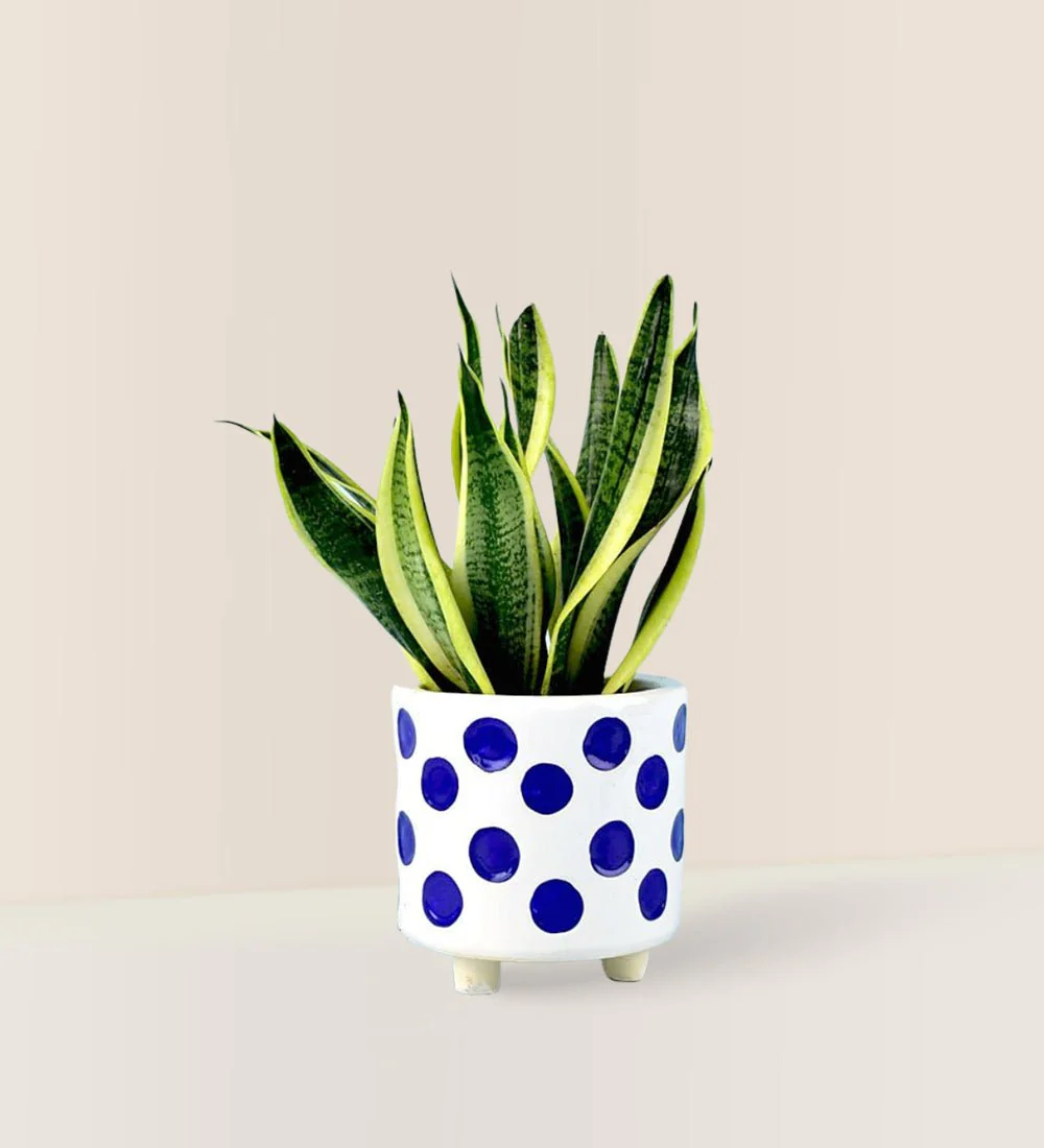 Sansevieria Trifasciata 'Futura Superba' - Image 11