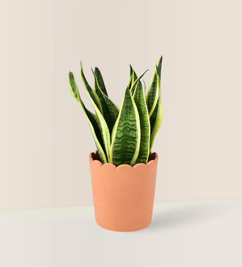 Sansevieria Trifasciata 'Futura Superba' - Image 12