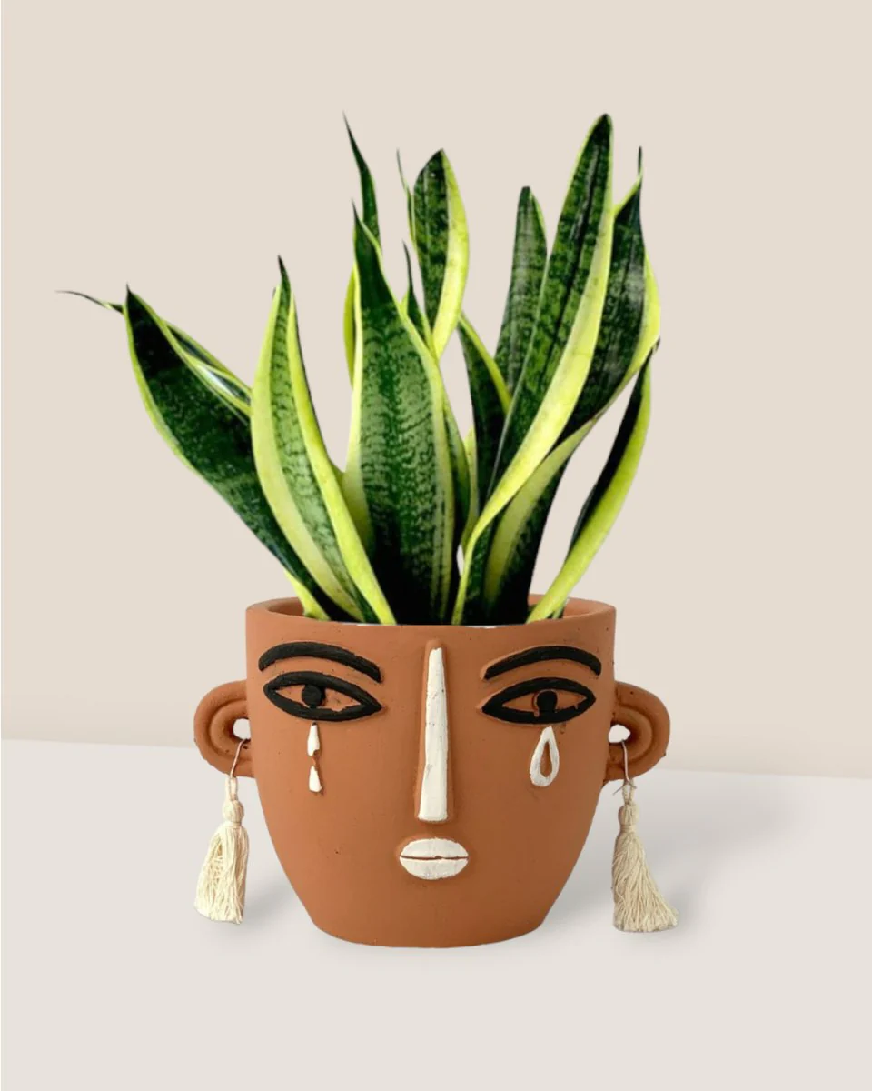 Sansevieria Trifasciata 'Futura Superba' - Image 13