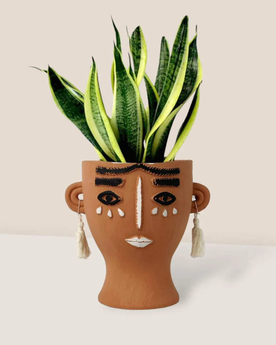 Sansevieria Trifasciata 'Futura Superba' - Image 14