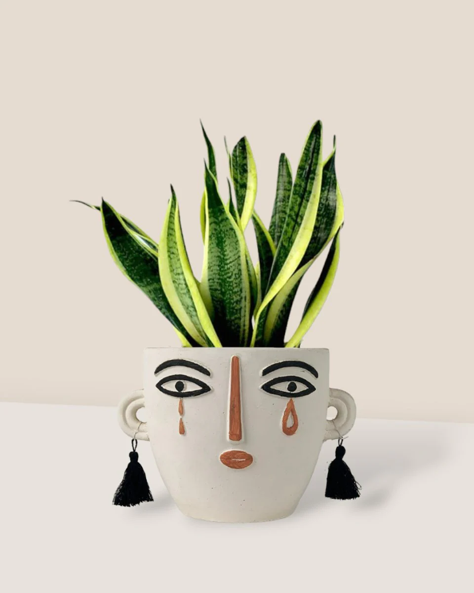 Sansevieria Trifasciata 'Futura Superba' - Image 15