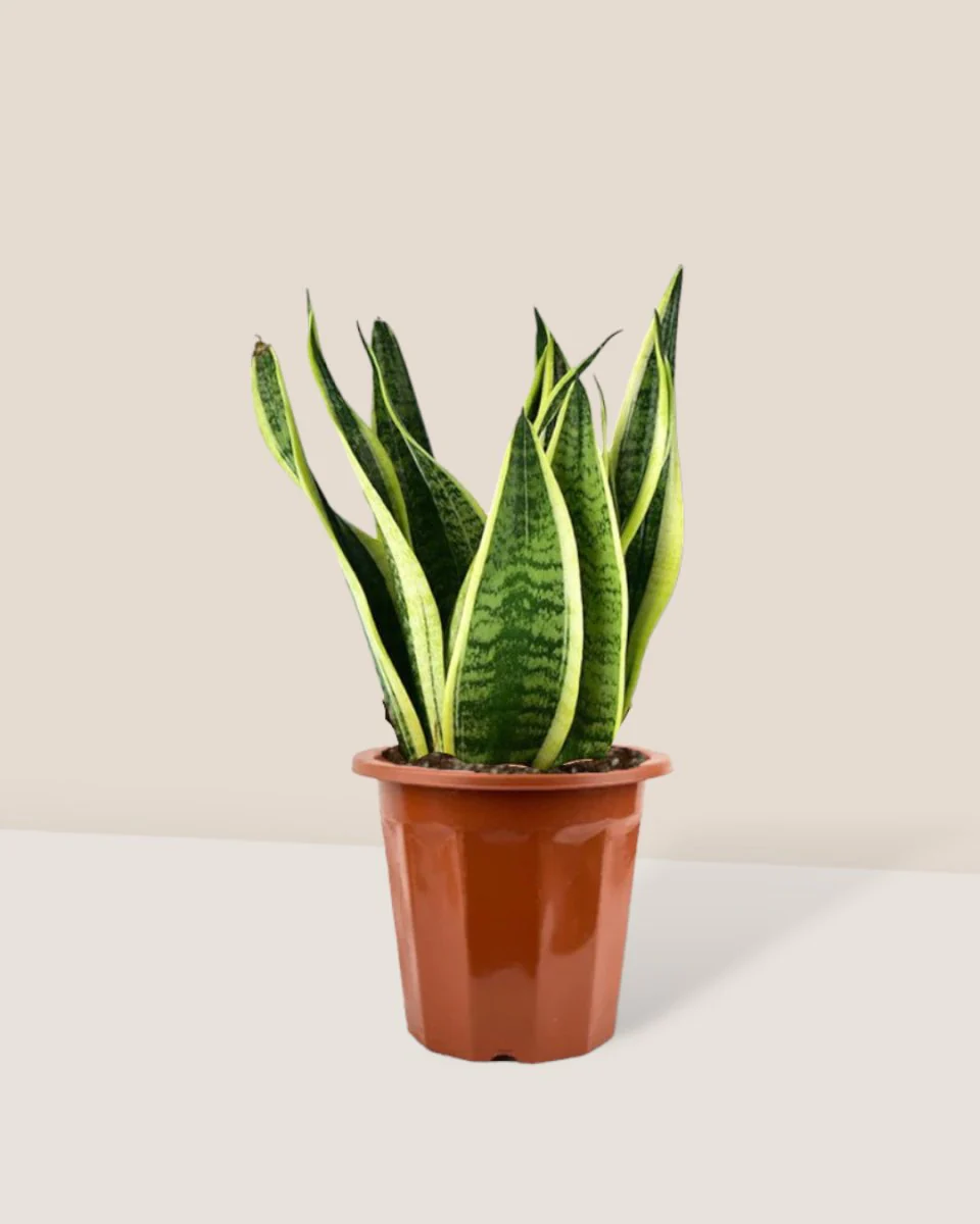 Sansevieria Trifasciata 'Futura Superba' - Image 16