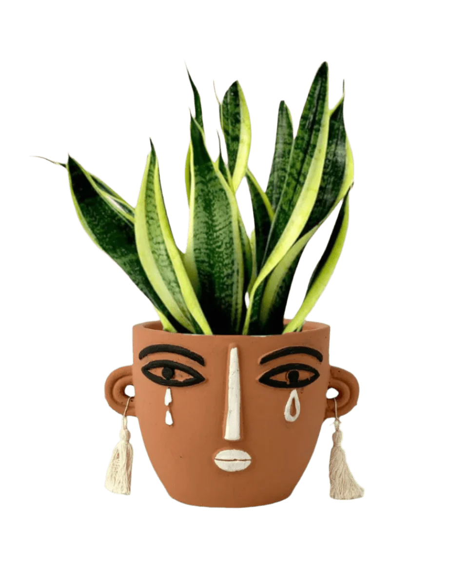 Sansevieria Trifasciata 'Futura Superba' - Image 18
