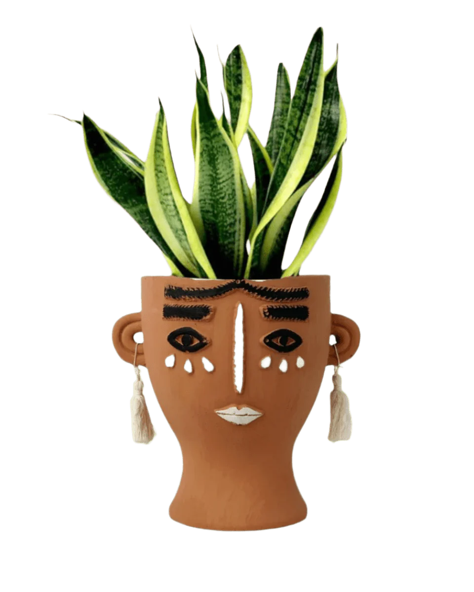 Sansevieria Trifasciata 'Futura Superba' - Image 19