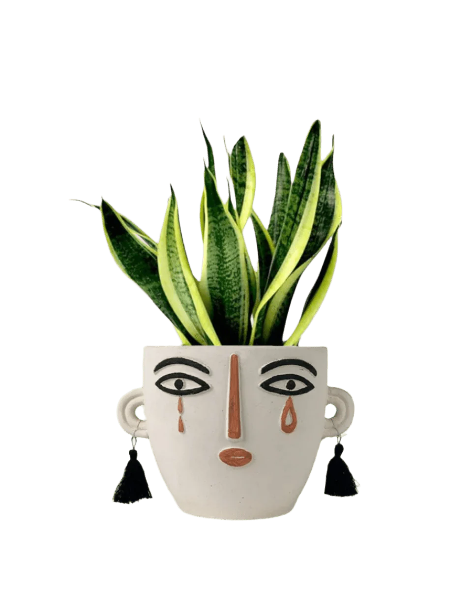 Sansevieria Trifasciata 'Futura Superba' - Image 20