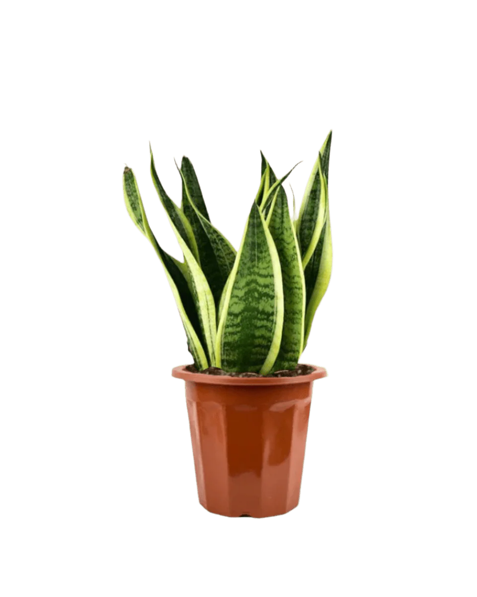 Sansevieria Trifasciata 'Futura Superba' - Image 21
