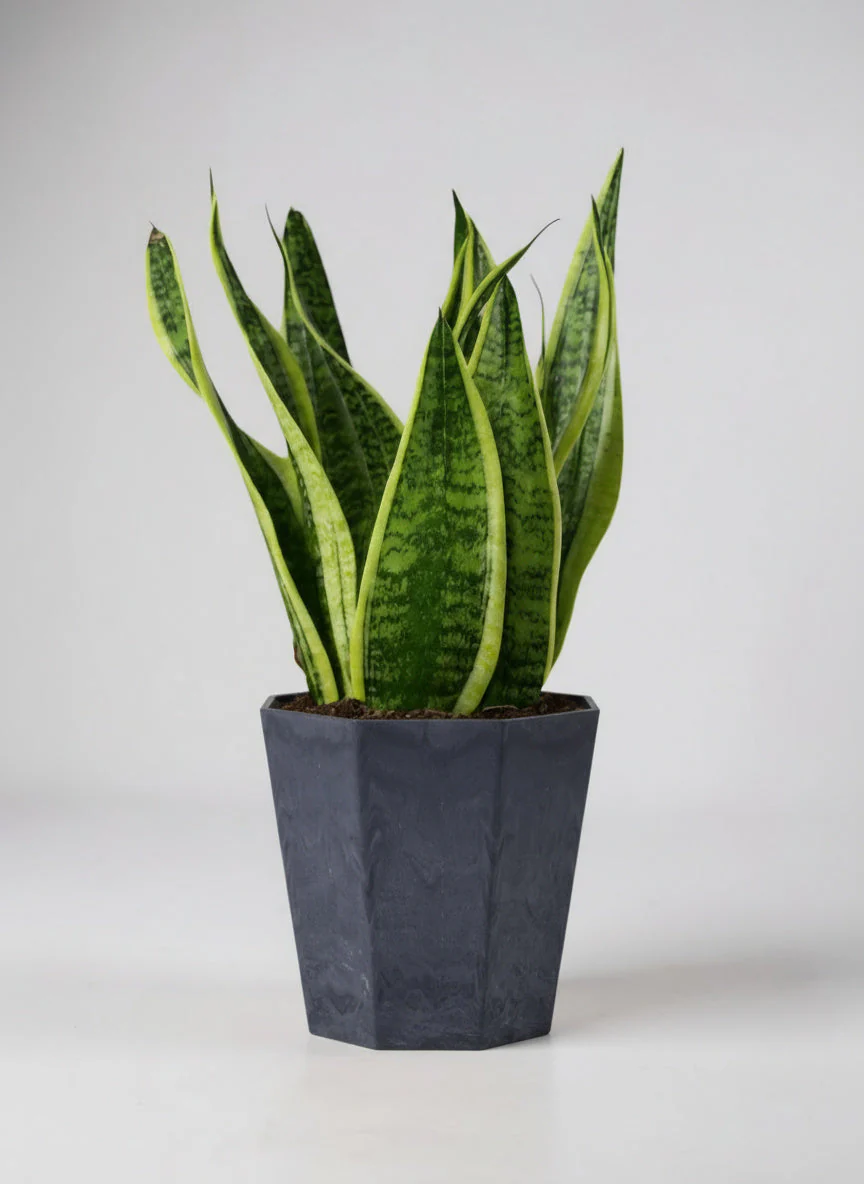 Sansevieria Trifasciata 'Futura Superba' - Image 6