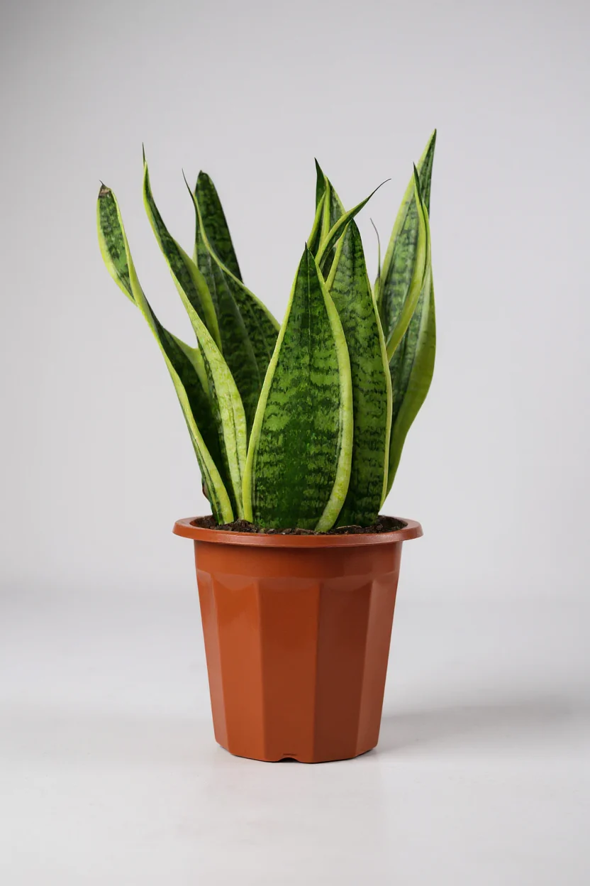 Sansevieria Trifasciata 'Futura Superba' - Image 7
