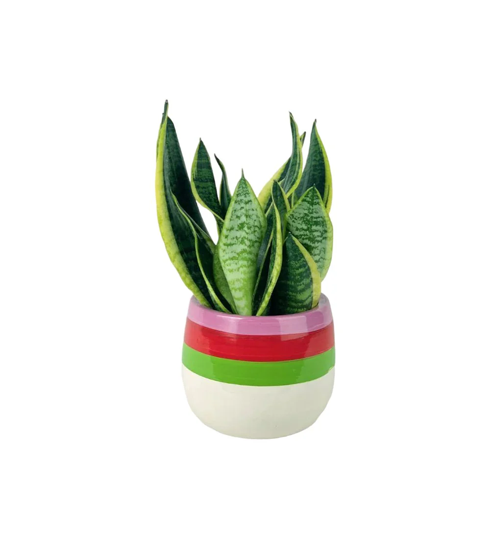 Sansevieria Trifasciata 'Futura Superba' - Image 8