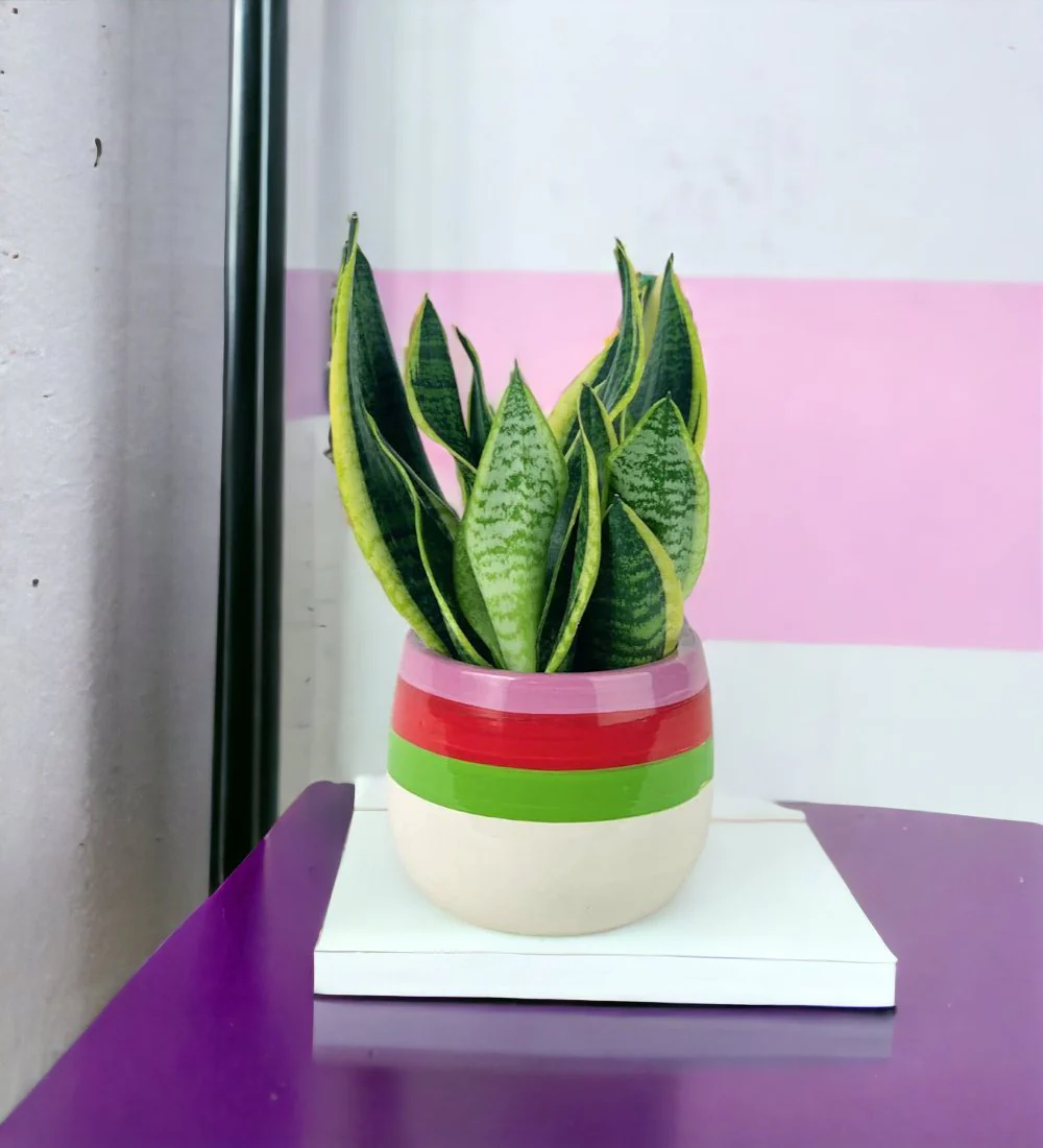 Sansevieria Trifasciata 'Futura Superba' - Image 9
