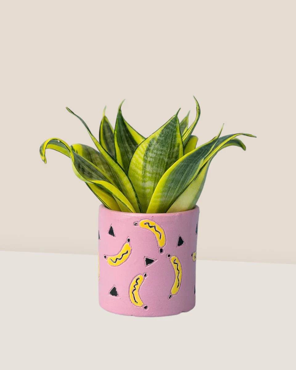Sansevieria Trifasciata ‘Golden Hahnii’ - Image 11